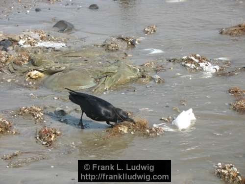 Crows Gathering Nesting Material, Maharashtra, Bombay, Mumbai, India